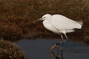 Little egret